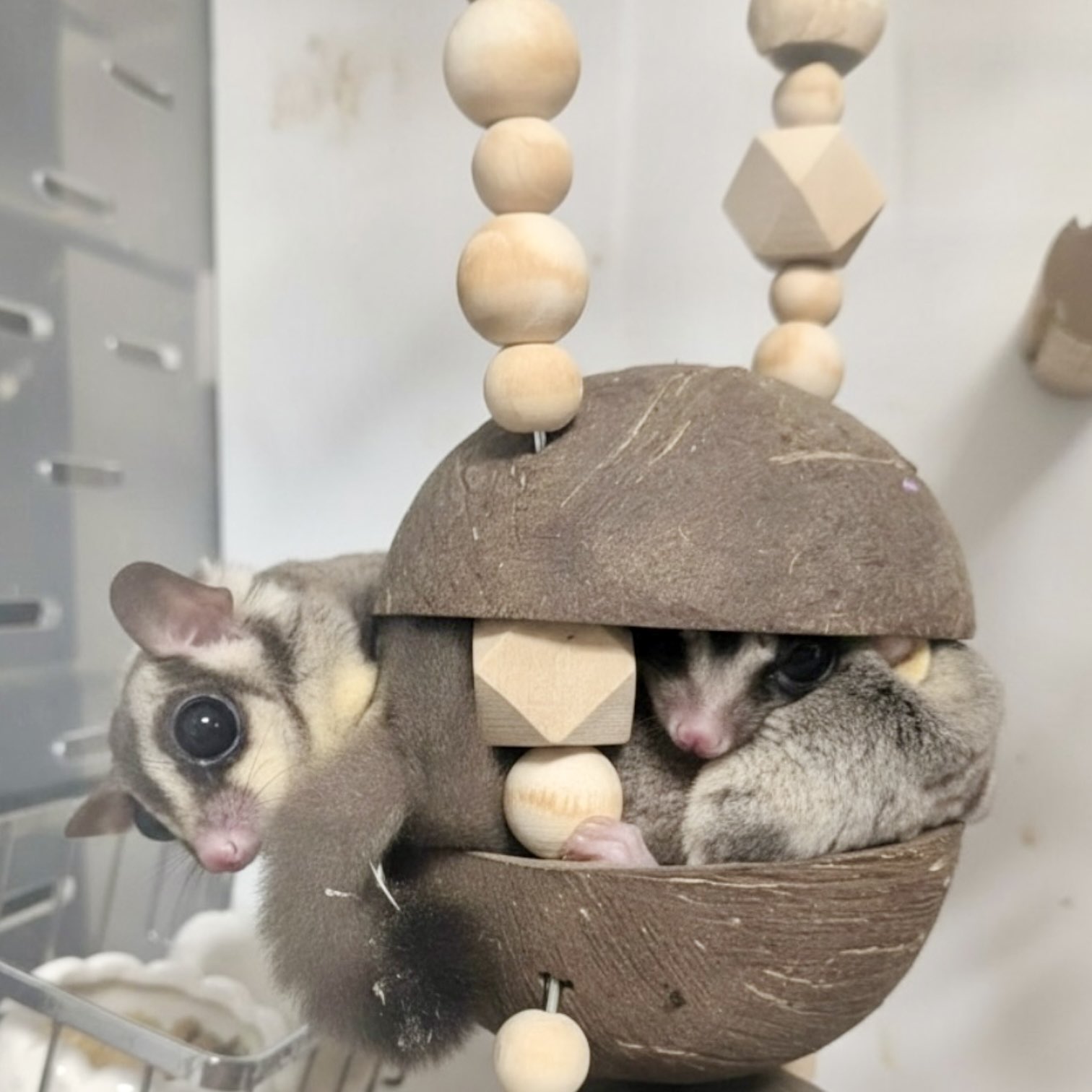 フクモモランド